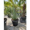 Nolina nelsonii 25 l v celkovej výške 122 cm Nolina nelsonii 25 l v celkovej výške 122 cm