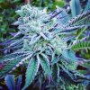 The Kush Brothers Seeds - Cheese Cake Cookies 3 ks - Semená neobsahujú THC. The Kush Brothers Seeds - Cheese Cake Cookies 3 ks - Semená neobsahujú THC.