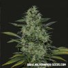 Kalashnikov Seeds - Power Russian 10 ks - Semená neobsahujú THC Kalashnikov Seeds - Power Russian 10 ks - Semená neobsahujú THC