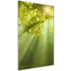 Vertikálny foto obraz akryl do obývačky Slnko v lese 50x100 cm Vertikálny foto obraz akryl do obývačky Slnko v lese 50x100 cm