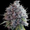 Ace Seeds - Killer A5 Haze 1 ks - Semienka neobsahujú THC Ace Seeds - Killer A5 Haze 1 ks - Semienka neobsahujú THC