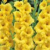 Gladiolus Jacksonville Gold Gladiolus Jacksonville Gold