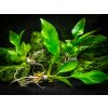 Anubias sp. 'Nangi' (IN-VITRO kelímok Ø 7 cm) Anubias sp. 'Nangi' (IN-VITRO kelímok Ø 7 cm)