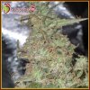 Dr. Krippling Seeds - Melon Kali 10 ks - Semená neobsahujú THC Dr. Krippling Seeds - Melon Kali 10 ks - Semená neobsahujú THC