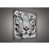 Obraz na plátne štvorec - OB1830 - Tiger 80cm x 80cm - O2