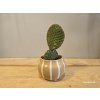 Opuntia microdasys var. rufida Opuntia microdasys var. rufida