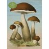 PAPER GOODS MUSHROOMS 1000PC (DERIAN JOHN)(Pevná) PAPER GOODS MUSHROOMS 1000PC (DERIAN JOHN)(Pevná)