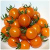 Paradajka Tiny Temptations Orange F1 PhR - Solanum lycopersicum - predaj semien - 5 ks Paradajka Tiny Temptations Orange F1 PhR - Solanum lycopersicum - predaj semien - 5 ks