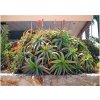 Aloe arborescens - predaj semien aloe - semená - 6 ks Aloe arborescens - predaj semien aloe - semená - 6 ks
