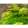 Limnophila sesiliflora (Košík Ø 5,5 cm) Limnophila sesiliflora (Košík Ø 5,5 cm)