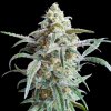 Advanced Seeds - Auto Cherry Pie 3 ks - Semená neobsahujú THC. Advanced Seeds - Auto Cherry Pie 3 ks - Semená neobsahujú THC.
