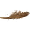Lucky Reptile Palm Torch 30-40 cm Lucky Reptile Palm Torch 30-40 cm