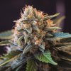 Vision Seeds - Vision Gorilla 3 ks - Semienka neobsahujú THC Vision Seeds - Vision Gorilla 3 ks - Semienka neobsahujú THC