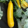 Cuketa Goldena - Cucurbita Pepo - semená - 12 ks Cuketa Goldena - Cucurbita Pepo - semená - 12 ks