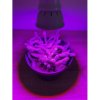 BASIC LED GROW žiarovka na všetky rastliny (E27) 3W BASIC LED GROW žiarovka na všetky rastliny (E27) 3W