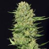 Eva Seeds - Veneno 3 ks - Semená neobsahujú THC Eva Seeds - Veneno 3 ks - Semená neobsahujú THC