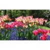 Fototapeta na stenu - FT5125 - Farebné tulipány 152cm x 104cm - Vliesová fototapeta Fototapeta na stenu - FT5125 - Farebné tulipány 152cm x 104cm - Vliesová fototapeta