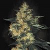 Paradise Seeds - Acid 5 ks - Semienka neobsahujú THC Paradise Seeds - Acid 5 ks - Semienka neobsahujú THC