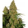 Sensi Seeds Cannabis Seeds Sticky Orange XXL Automatic Feminized, 3-10 ks 10 ks Sensi Seeds Cannabis Seeds Sticky Orange XXL Automatic Feminized, 3-10 ks 10 ks