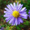 Astrovka alpínska modrá - Aster alpinus - semená - 50 ks Astrovka alpínska modrá - Aster alpinus - semená - 50 ks