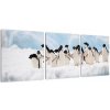 Tučniaci - obraz (Obraz 90x30cm) Tučniaci - obraz (Obraz 90x30cm)