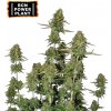 Seedstockers - BCN Power Plant Auto 3 ks - Semená neobsahujú THC Seedstockers - BCN Power Plant Auto 3 ks - Semená neobsahujú THC