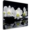 Impresi Obraz Biele orchidee na čiernom pozadí - 90 x 70 cm Impresi Obraz Biele orchidee na čiernom pozadí - 90 x 70 cm