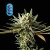 Seedsman Blueberry semena neobsahují THC 1 ks