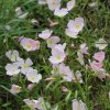 Pupalka ružová kobercová - Oenothera speciosa - semená pupalky - 50 ks Pupalka ružová kobercová - Oenothera speciosa - semená pupalky - 50 ks