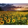 Amparo Miranda® Diamantový obrázok Slnečnicové pole Amparo Miranda® Diamantový obrázok Slnečnicové pole