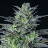 Anesia Seeds - Auto Sleepy Joe 10 ks - Semienka neobsahujú THC Anesia Seeds - Auto Sleepy Joe 10 ks - Semienka neobsahujú THC