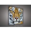 Obraz na plátne štvorec - OB1829 - Tiger 80cm x 80cm - O2