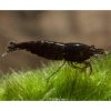 Toprybičky Neocaridina davidi - chocolate Toprybičky Neocaridina davidi - chocolate