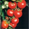Paradajka Tamina - Solanum lycopersicum - semená paradajky - 20 ks Paradajka Tamina - Solanum lycopersicum - semená paradajky - 20 ks