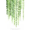 Plagát, Obraz - Watercolor string of pearls illustration, Blursbyai, 26.7 × 40 cm Plagát, Obraz - Watercolor string of pearls illustration, Blursbyai, 26.7 × 40 cm