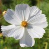 Krasuľka Sonata biela - Cosmos bipinnatus - semená krasuľky - 15 ks Krasuľka Sonata biela - Cosmos bipinnatus - semená krasuľky - 15 ks