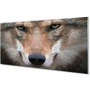 Obraz na akrylátovom skle Wolf eyes 100x50 cm Obraz na akrylátovom skle Wolf eyes 100x50 cm