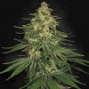 Paradise Seeds - Allkush 5 ks - Semená neobsahujú THC Paradise Seeds - Allkush 5 ks - Semená neobsahujú THC