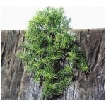 JBL TerraPlanta Casuarina 17,7x51x5,5 cm