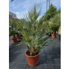 Chamaerops humilis vo výške 125 cm, výška kmeňa 20 cm Chamaerops humilis vo výške 125 cm, výška kmeňa 20 cm