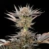 Silent Seeds Exotic Cannabis Seeds Lemon Tree 2.0 By Lemon Tree Feminizované 3 ks Silent Seeds Exotic Cannabis Seeds Lemon Tree 2.0 By Lemon Tree Feminizované 3 ks