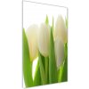 Vertikálny foto obraz sklo tvrdené Biele tulipány 50x100 cm Vertikálny foto obraz sklo tvrdené Biele tulipány 50x100 cm