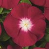 Katarant Atlantis Burgundy Halo - Catharanthus roseus - predaj semien - 30 ks Katarant Atlantis Burgundy Halo - Catharanthus roseus - predaj semien - 30 ks