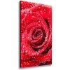 Vertikálny foto obraz na plátne Červená ruža 50x100 cm Vertikálny foto obraz na plátne Červená ruža 50x100 cm