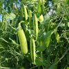 Hrach dreňový Maxigolt - Pisum sativum - semána - 35 ks Hrach dreňový Maxigolt - Pisum sativum - semána - 35 ks