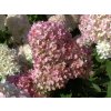 Hortenzia metlinatá - Hydrangea paniculata ´Magical Candle´ Hortenzia metlinatá - Hydrangea paniculata ´Magical Candle´