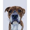 Diamondi Diamantové maľovanie PSÍ POHĽAD 40 x 50 cm bez rámu a bez vypnutia plátna
