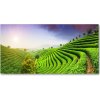 Foto obraz akrylové sklo Čajová plantáž 100x50 cm Foto obraz akrylové sklo Čajová plantáž 100x50 cm