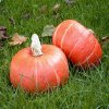 Tekvica Sunshine Kabocha F1 - Cucurbita maxima - semená tekvica - 4 ks Tekvica Sunshine Kabocha F1 - Cucurbita maxima - semená tekvica - 4 ks