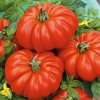 Semená paradajok Premium Seeds Costoluto fiorentino 0,20 g Semená paradajok Premium Seeds Costoluto fiorentino 0,20 g